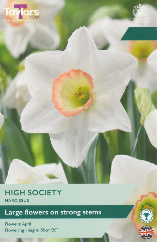 Taylors Bulbs - Narcissi High Society - 12-14