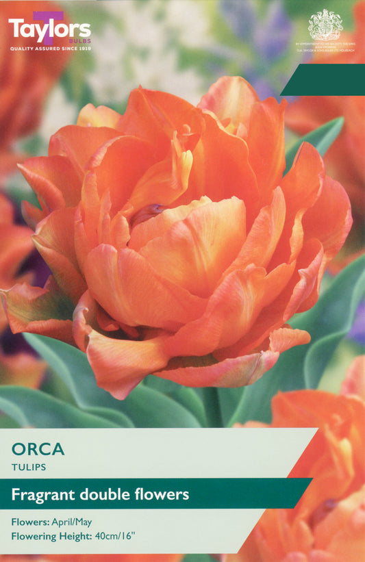 Taylors Bulbs Double Tulip Orca retail pack showing a close-up of a fully double, fragrant tangerine-orange tulip blooming on a sturdy stem.