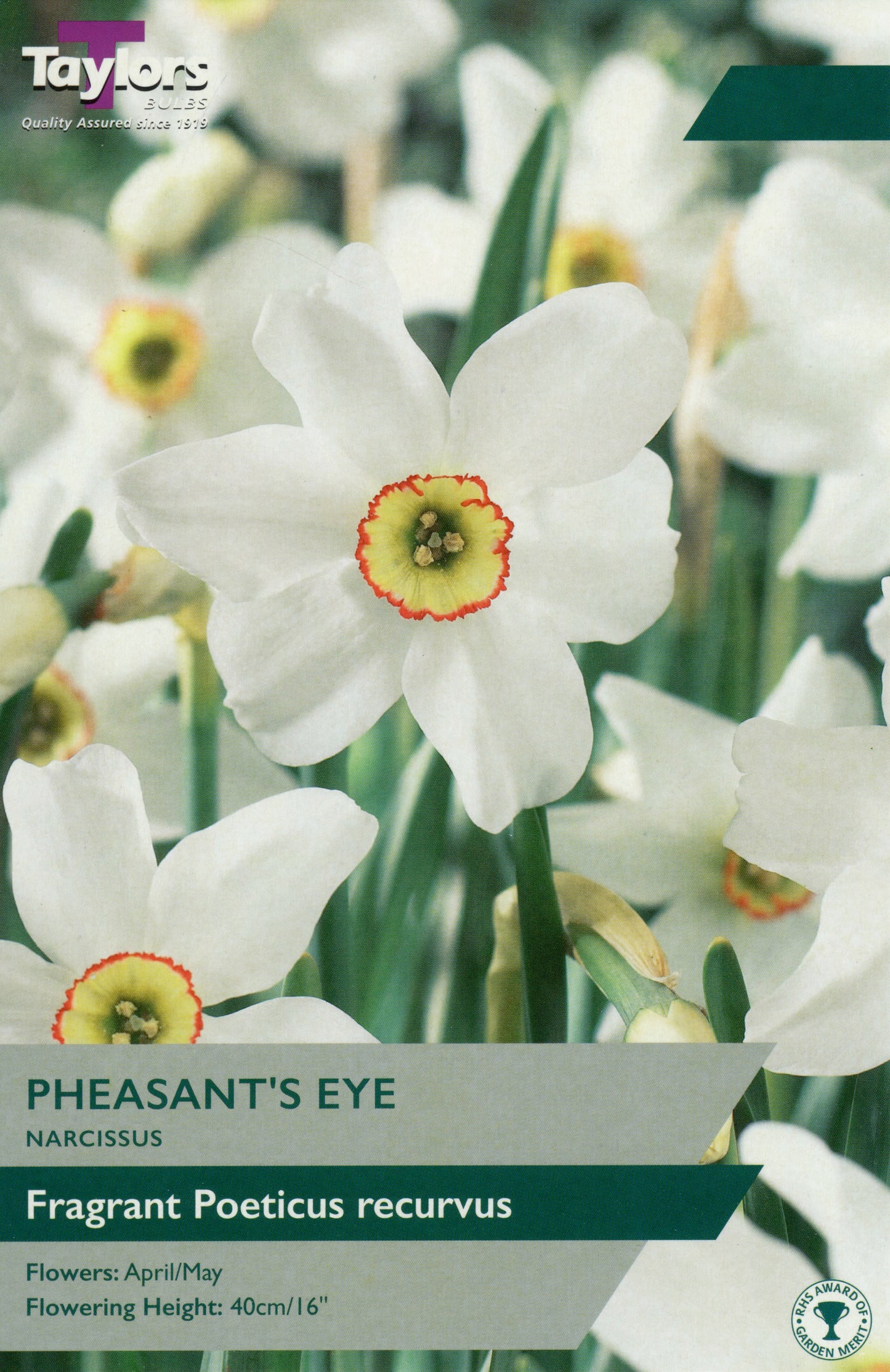 Pheasants Eye Narcissus Daffodil Pre Pack