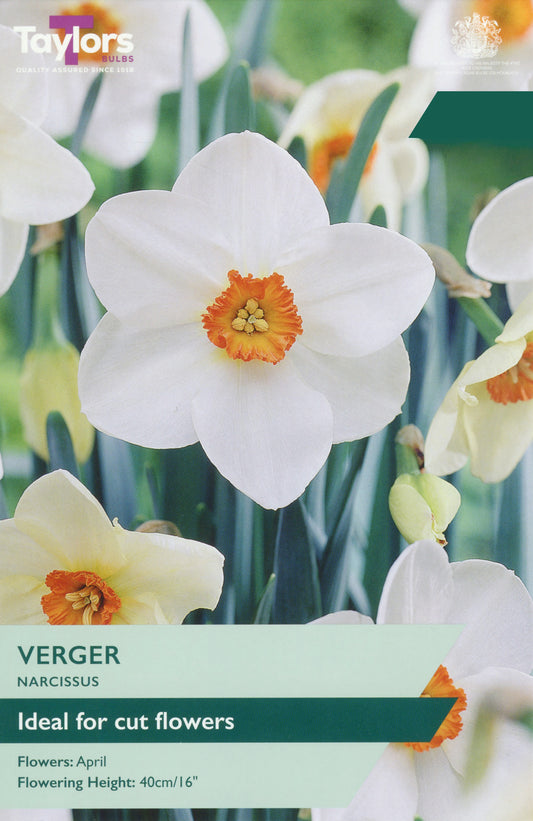 Taylors Bulbs Narcissi Verger pack showing a close-up of an elegant white daffodil with a small, contrasting bright orange-red central cup.