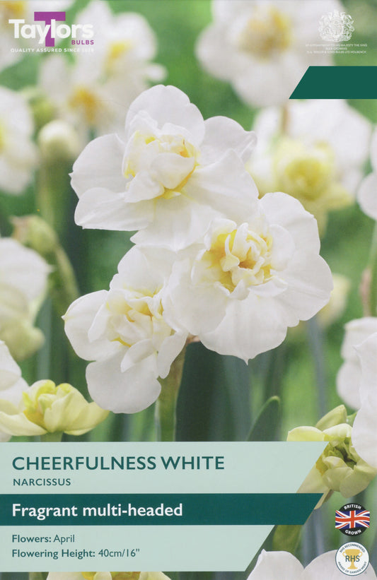 Taylors Bulbs Narcissi Cheerfulness White pack showing a cluster of multi-headed double white daffodils blooming on a sturdy stem.