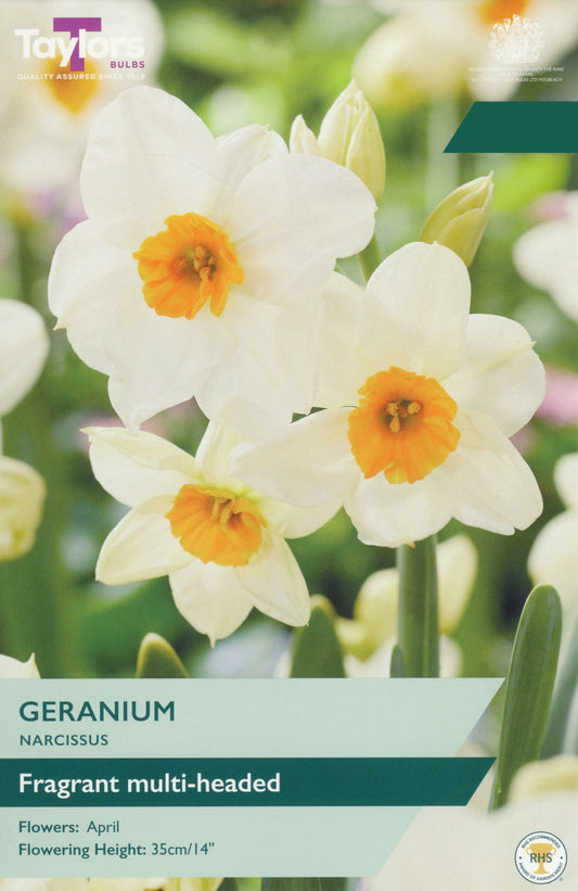 Taylors Bulbs Narcissi Geranium retail pack showing a vibrant cluster of multi-headed white tazetta daffodils with striking bright orange central cups.