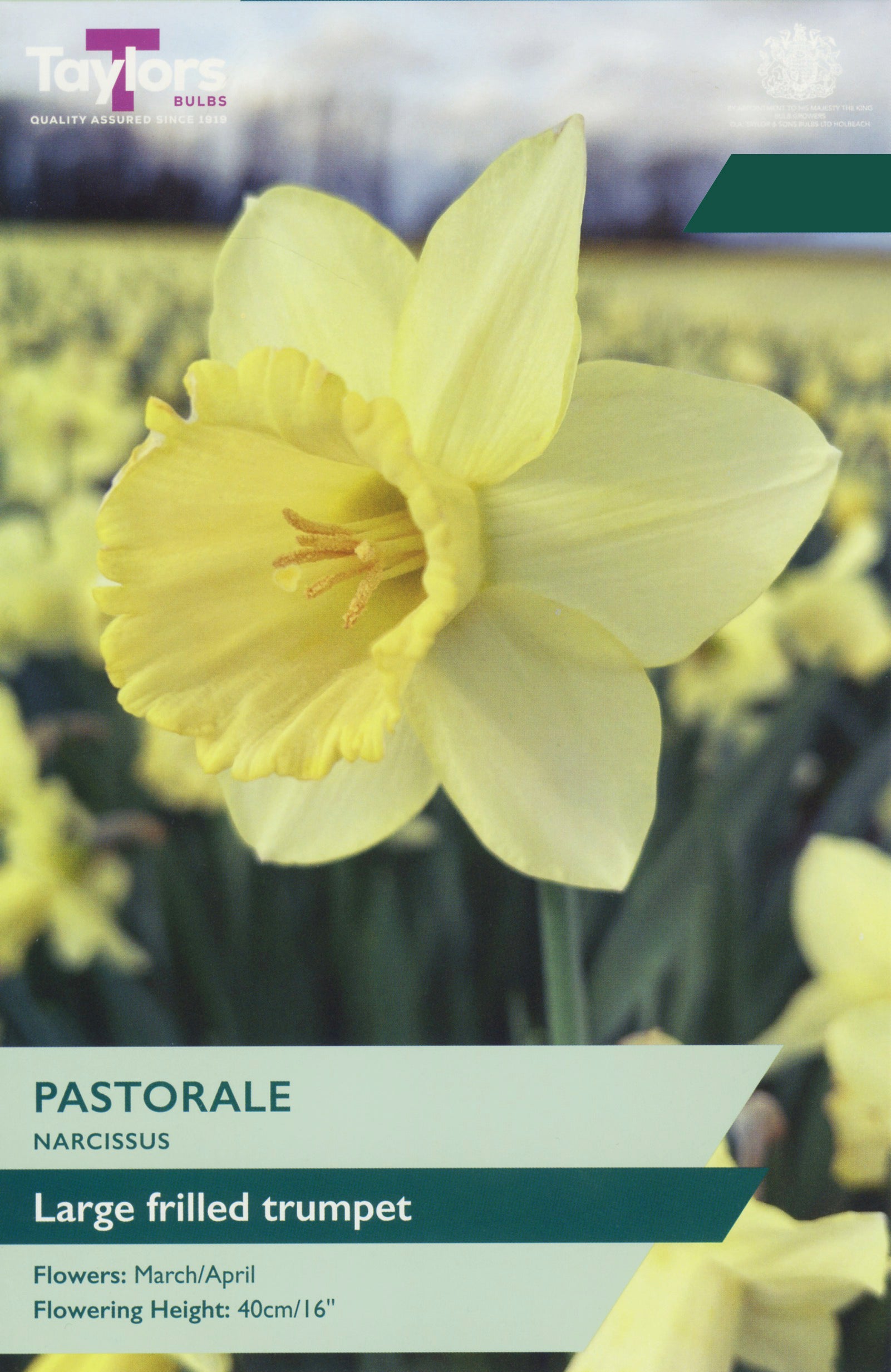 Taylors Bulbs Narcissi Pastorale pack showing a close-up of a large yellow daffodil with a prominent, heavily frilled central trumpet.