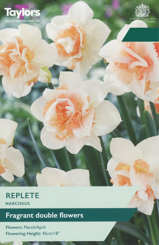 Taylors Bulbs Narcissi Replete pack showing a close-up of fragrant double white daffodils with heavily ruffled peach-pink central segments.