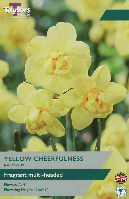 Yellow Cheerfulness Narcissus Daffodils 7-Pack