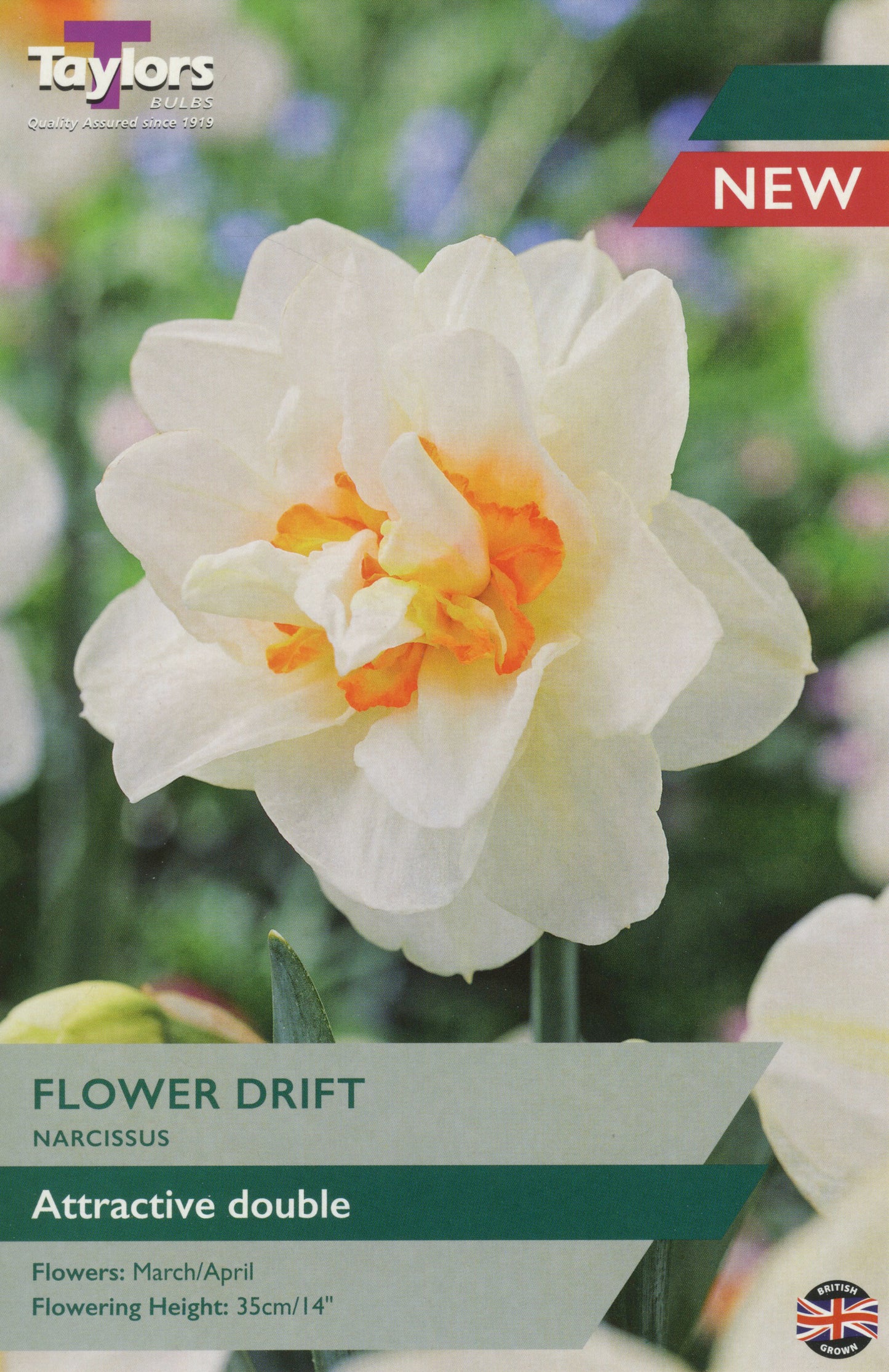 Narcissus Flower Drift