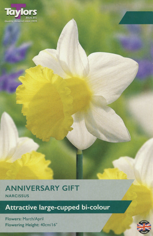 Anniversary Gift Narcissus Daffodil Pre Pack