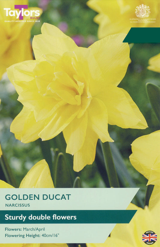 Taylors Bulbs Narcissi Golden Ducat retail pack showing a close-up of a fully double, bright golden-yellow daffodil blooming on a strong green stem.
