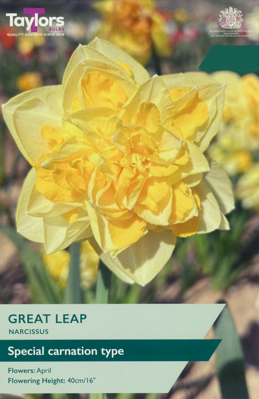 Taylors Bulbs Narcissi Great Leap pack showing a close-up of a unique carnation-type double yellow daffodil blooming on a sturdy stem.
