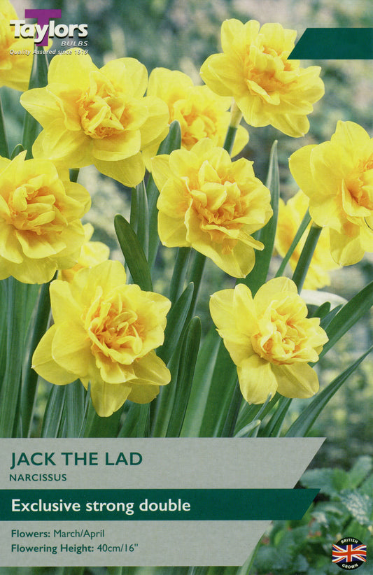 Jack The Lad Narcissus Daffodil Pre Pack