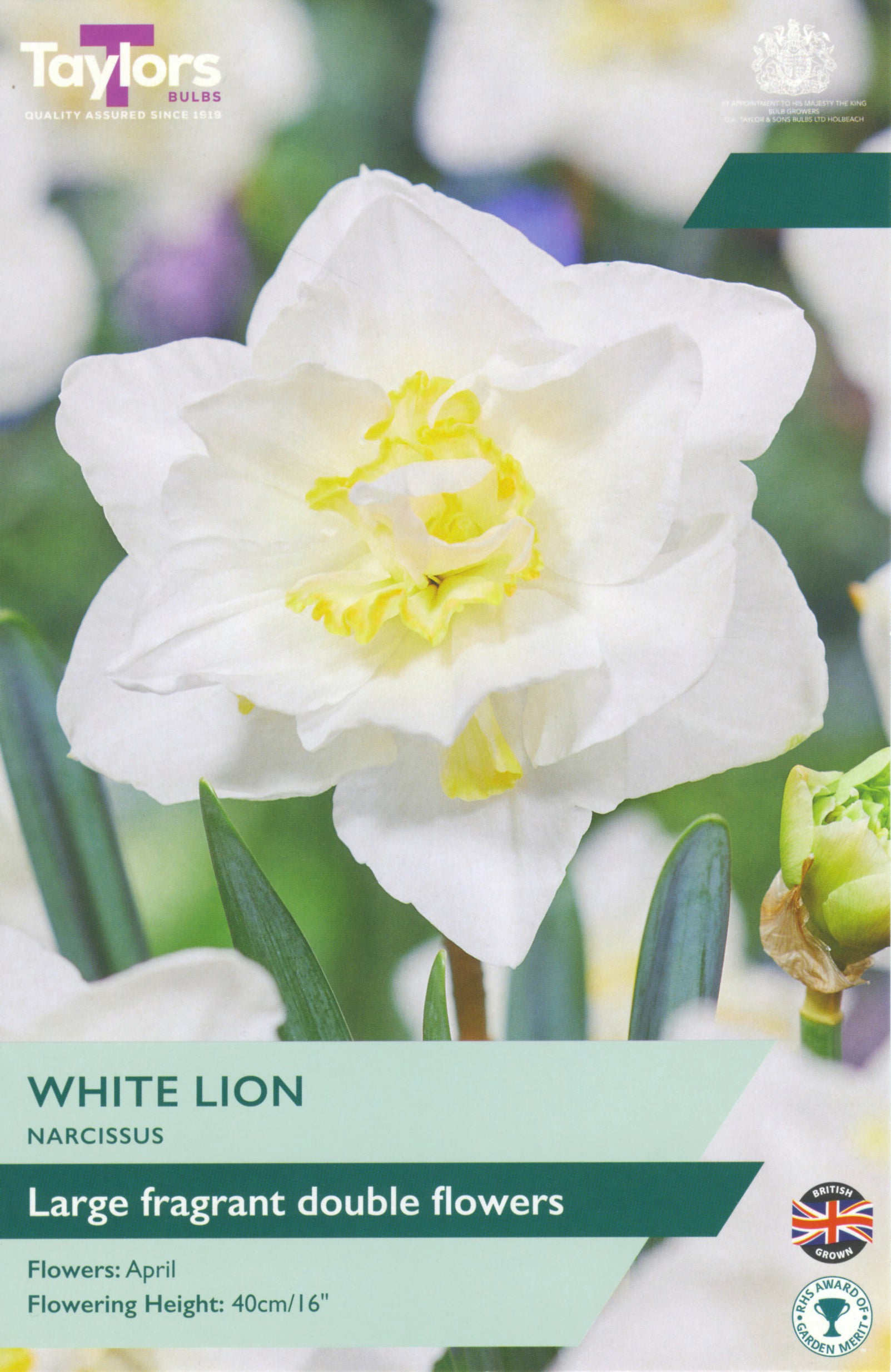 Taylors Bulbs - Narcissi White Lion - 12-14