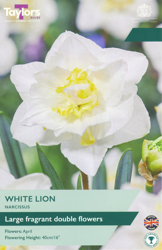 Taylors Bulbs - Narcissi White Lion - 12-14