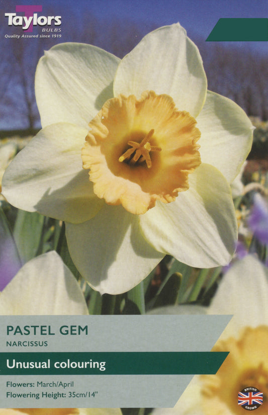 Taylors Bulbs Pastel Gem Narcissus Tulips
