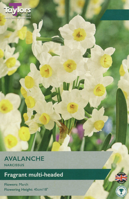 Avalanche Narcissus Daffodil 5-Pack