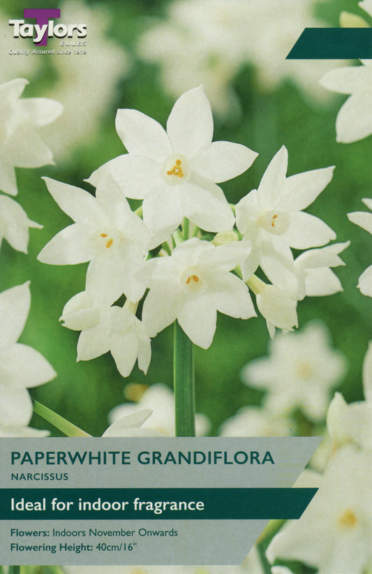 Paperwhite Grandiflora Narcissus Daffodil Pre Pack