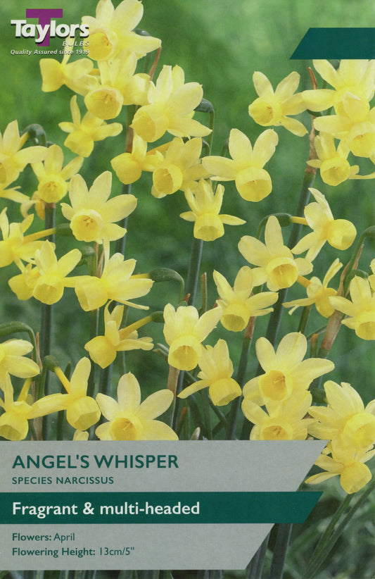 Taylors Bulbs Angel's Whisper Narcissus Tulips