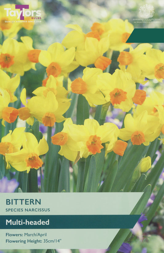 Taylors Bulbs Narcissi Bittern pack showing a dense, multi-headed display of botanical yellow daffodils with striking orange central cups.