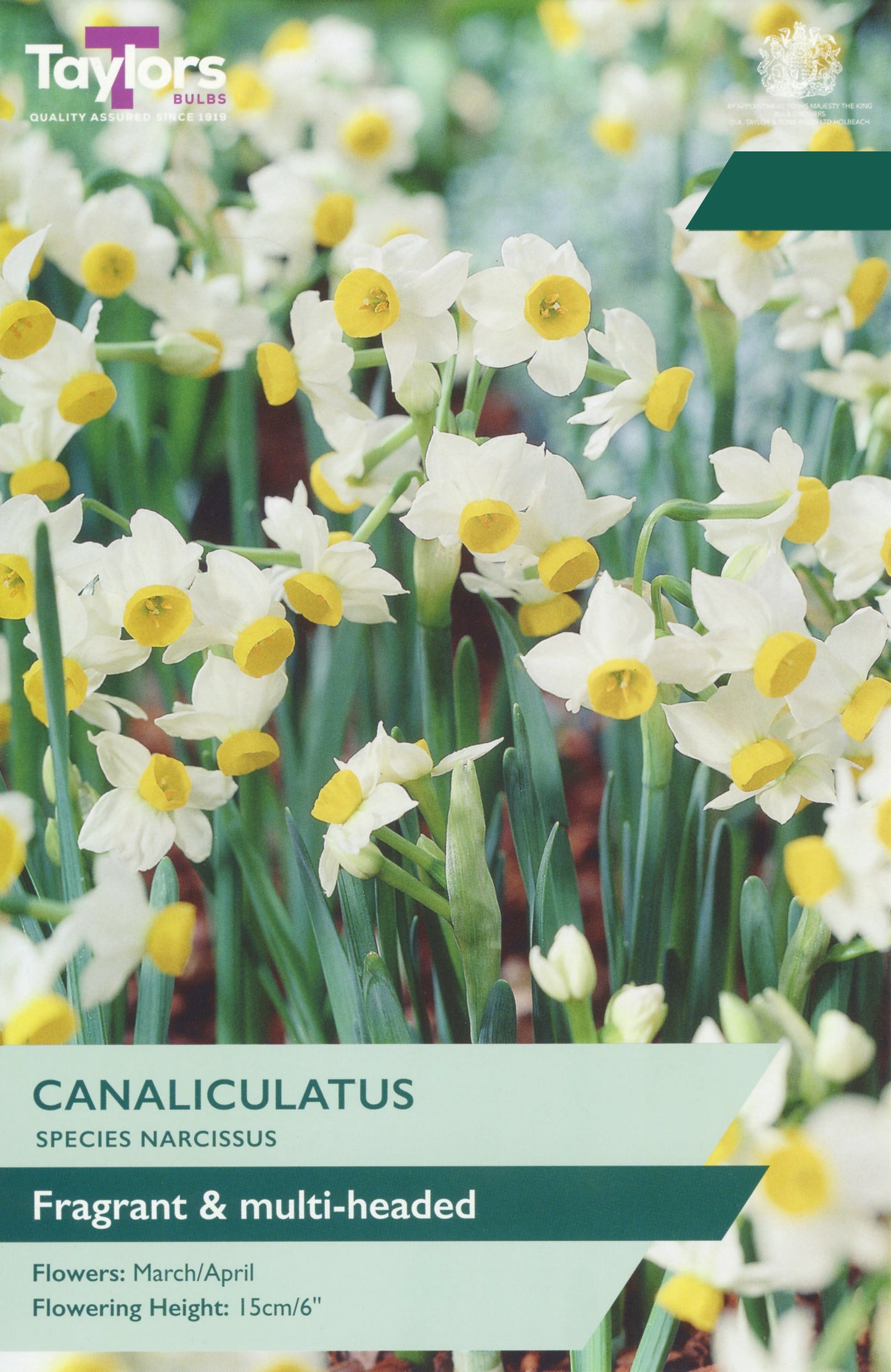 Taylors Bulbs Narcissi Canaliculatus pack showing a dense group of miniature multi-headed white daffodils with small, distinct yellow central cups.