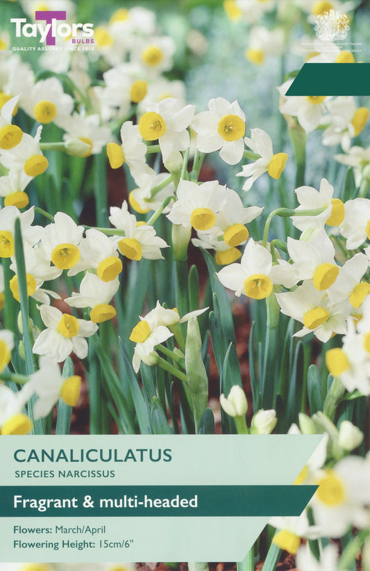 Taylors Bulbs Narcissi Canaliculatus pack showing a dense group of miniature multi-headed white daffodils with small, distinct yellow central cups.