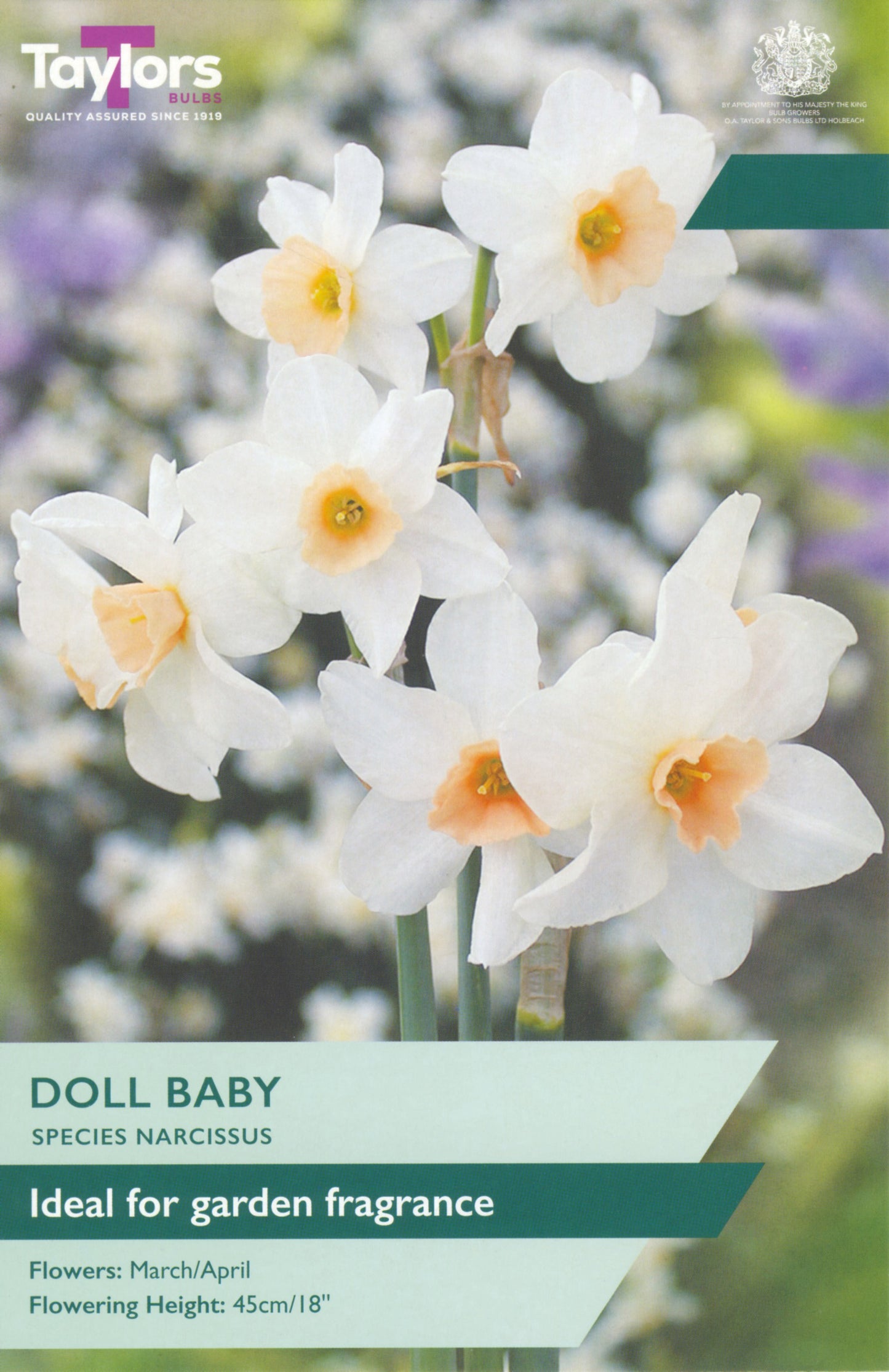 Pre Packs Narcissi Doll Baby 10-12 P/P