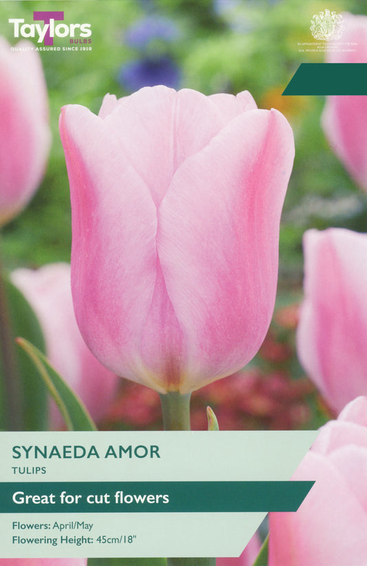 Taylors Bulbs Tulip Synaeda Amor pre-pack showing a selection of robust, soft rose pink tulips growing upright on sturdy stems at a 45cm height.