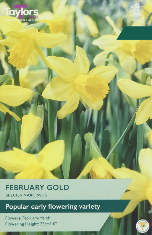 Taylors Bulbs Narcissi February Gold pack showing a selection of early-flowering yellow dwarf daffodils growing on sturdy stems.
