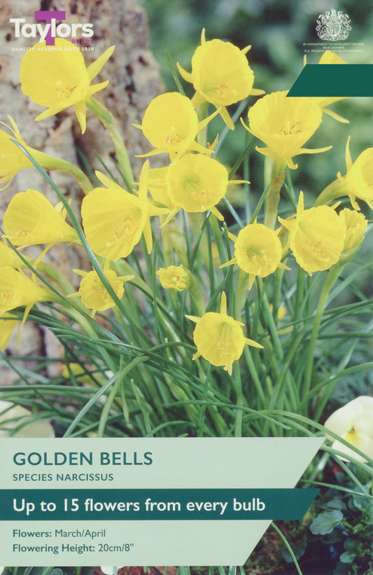 Taylors Bulbs Narcissi Golden Bells retail pack showing a cluster of multi-flowering yellow hoop-petticoat daffodils blooming among slender green leaves.