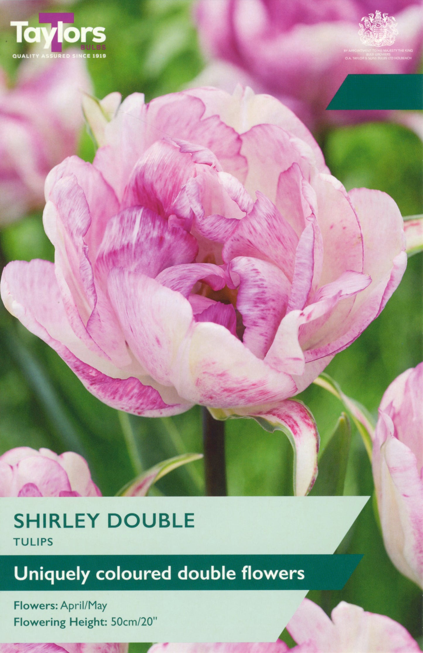 Tulip Shirley Double 11-12 P/P