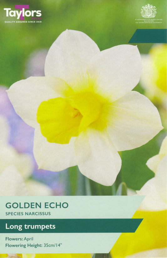 Taylors Bulbs - Narcissi Golden Echo - 10-12