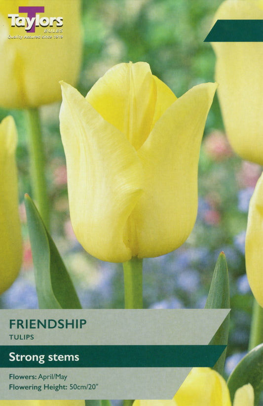 Taylors Bulbs Friendship Tulips