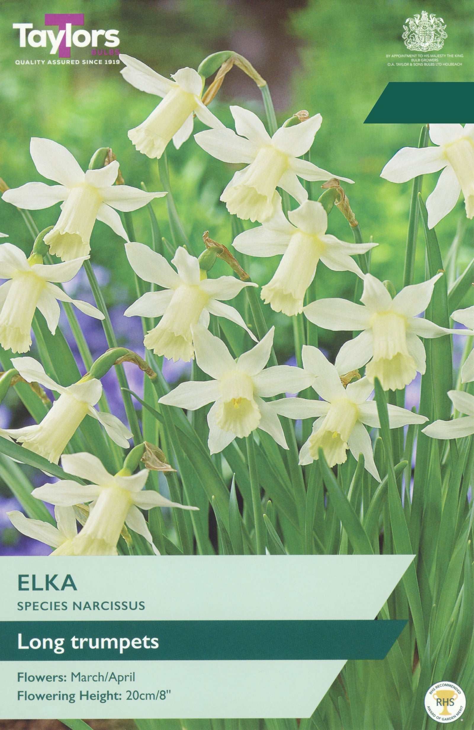 Taylors Bulbs Narcissi Elka retail pack showing a cluster of elegant, soft white and lemon-yellow miniature long-trumpet daffodils blooming on sturdy green stems.