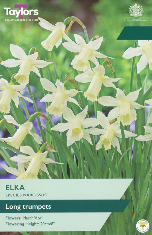 Taylors Bulbs Narcissi Elka retail pack showing a cluster of elegant, soft white and lemon-yellow miniature long-trumpet daffodils blooming on sturdy green stems.