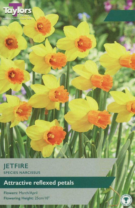 Taylors Bulbs Jetfire Narcissus Tulips