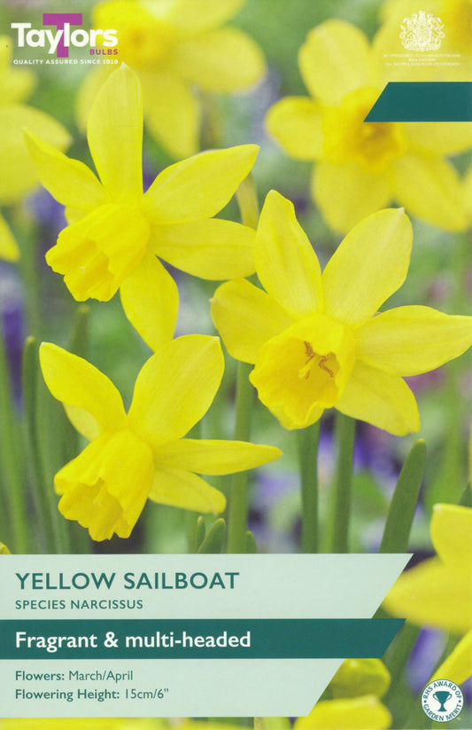 Taylors Bulbs - Narcissi Yellow Sailboat - 10-12