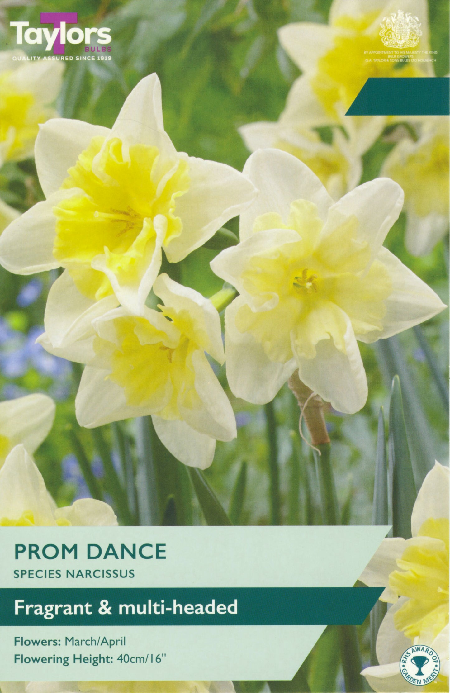 Taylors Bulbs - Narcissi Prom Dance - 10-12