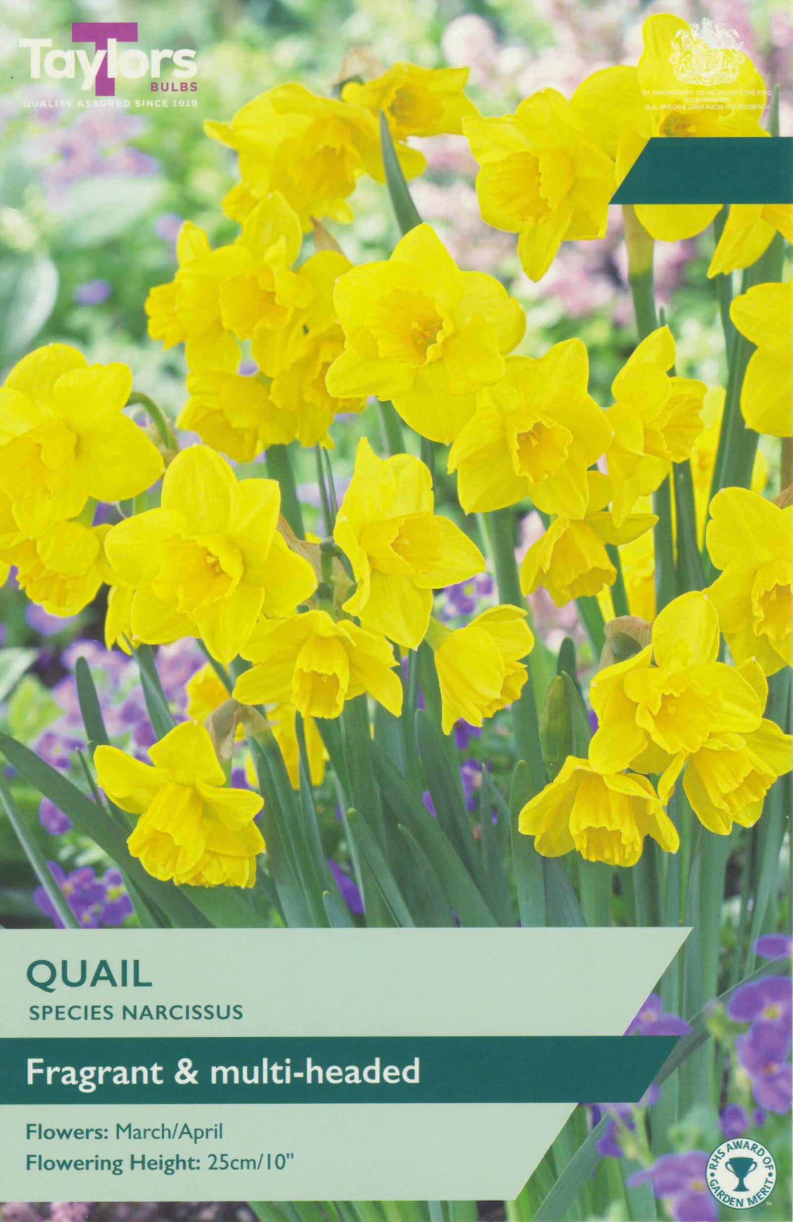 Taylors Bulbs - Narcissi Quail - 10-12