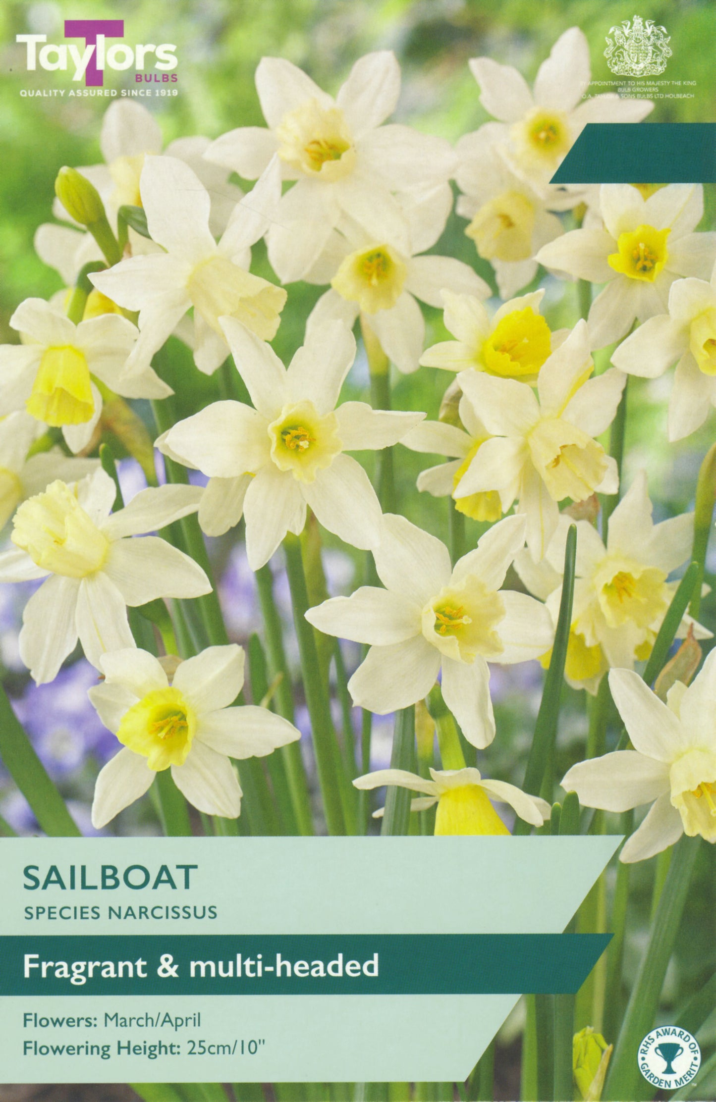 Narcissi Sailboat