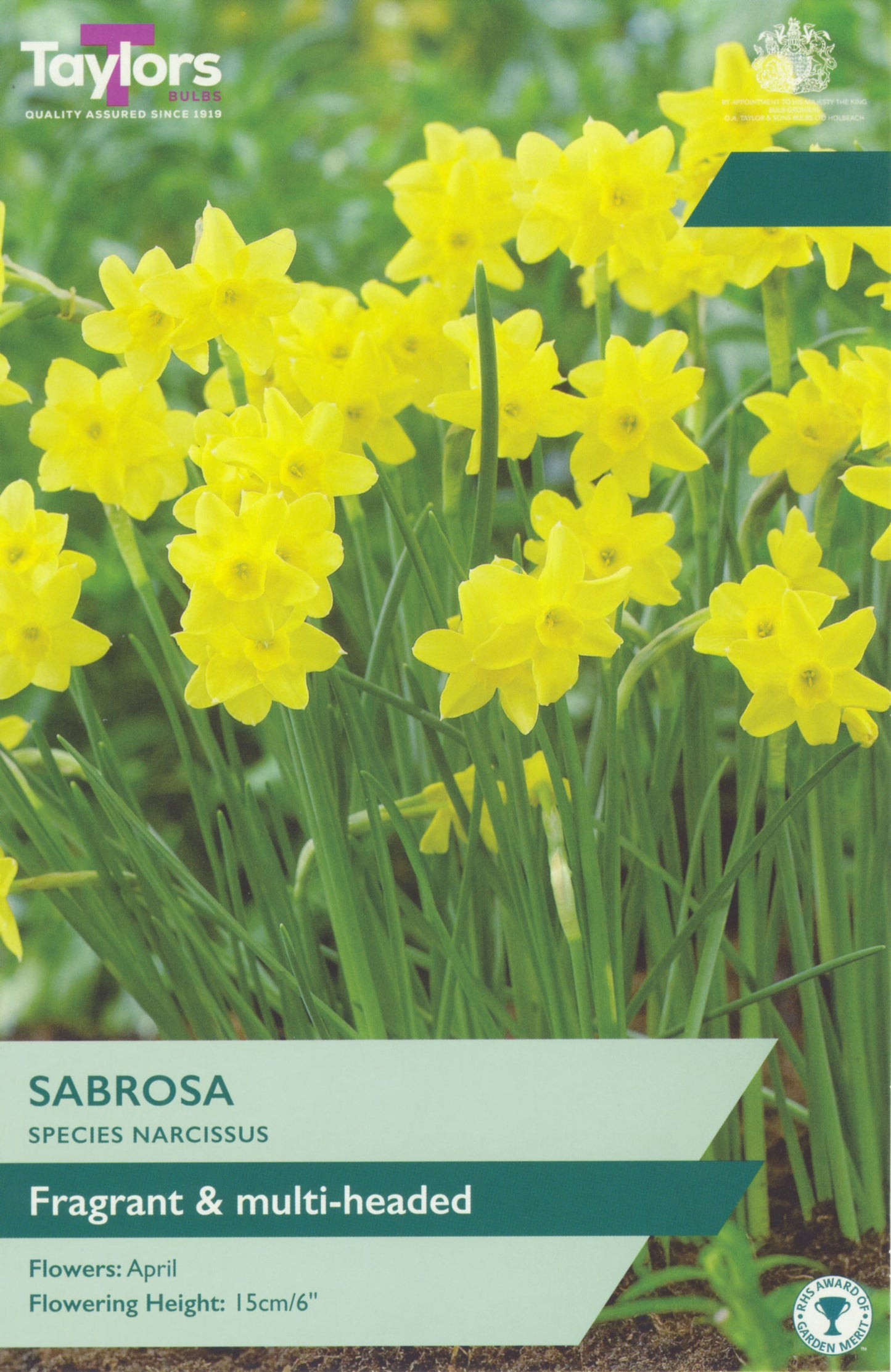 Taylors Bulbs - Narcissi Sabrosa - 8Up