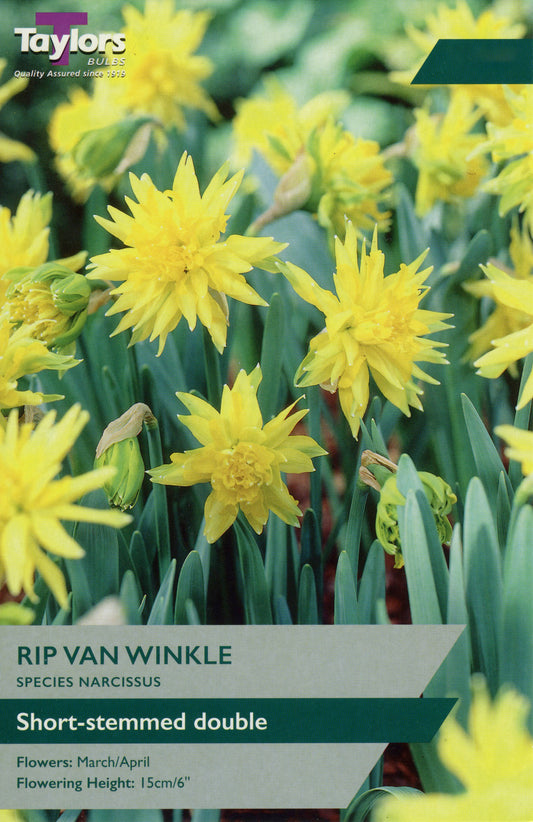 Rip Van Winkle Narcissus Daffodil Pre-Pack
