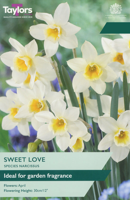 Taylors Bulbs Narcissi Sweet Love pack showing a cluster of fragrant, multi-headed white daffodils with distinct golden-yellow cups blooming on sturdy green stems.