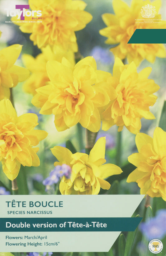 Taylors Bulbs Narcissi Tête Bouclé retail pack showing a dense group of miniature double yellow daffodils blooming on sturdy compact stems.
