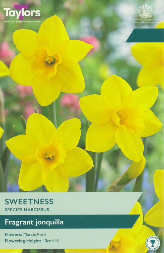 Taylors Bulbs - Narcissi Sweetness