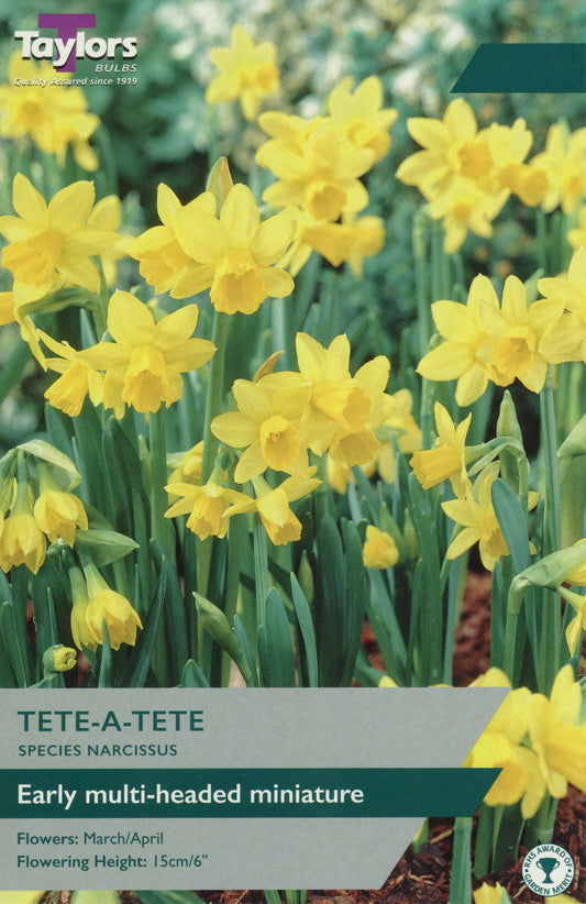 Tete A Tete Species Narcissus Daffodils