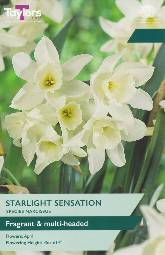 Narcissus Starlight Sensation 10-12 P/P