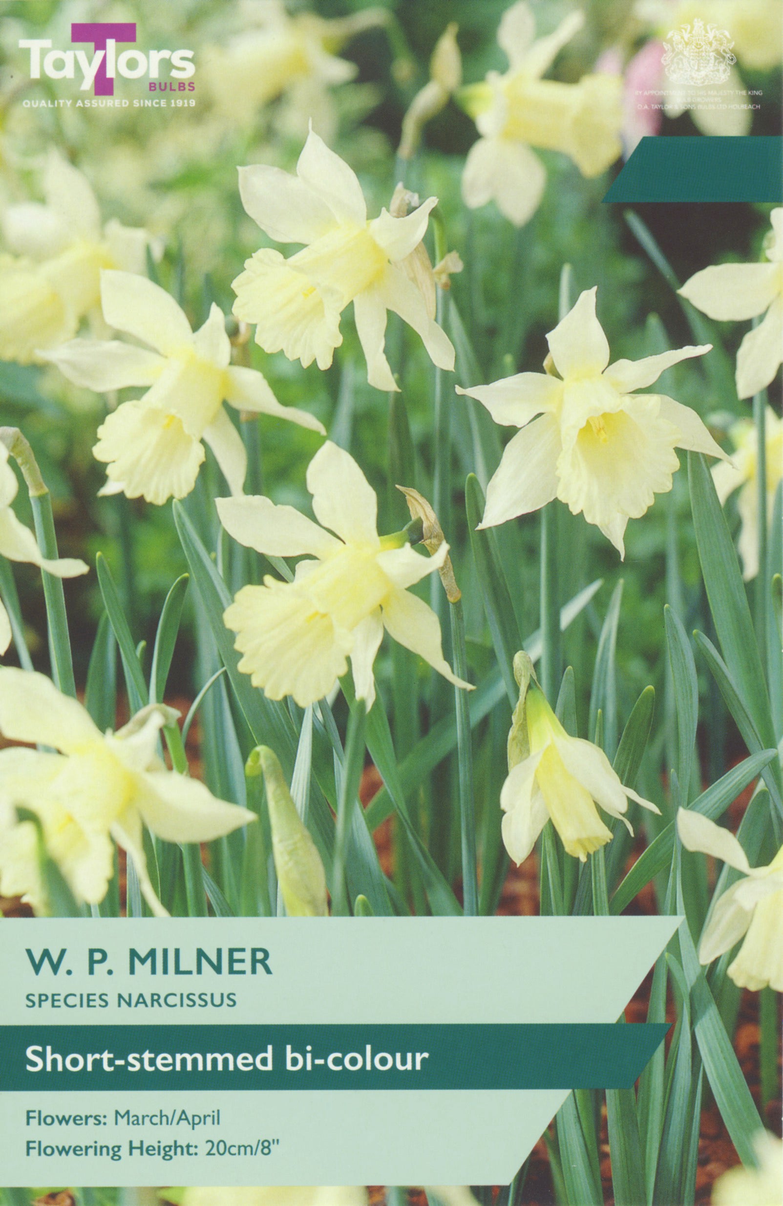Narcissi W.P. Milner