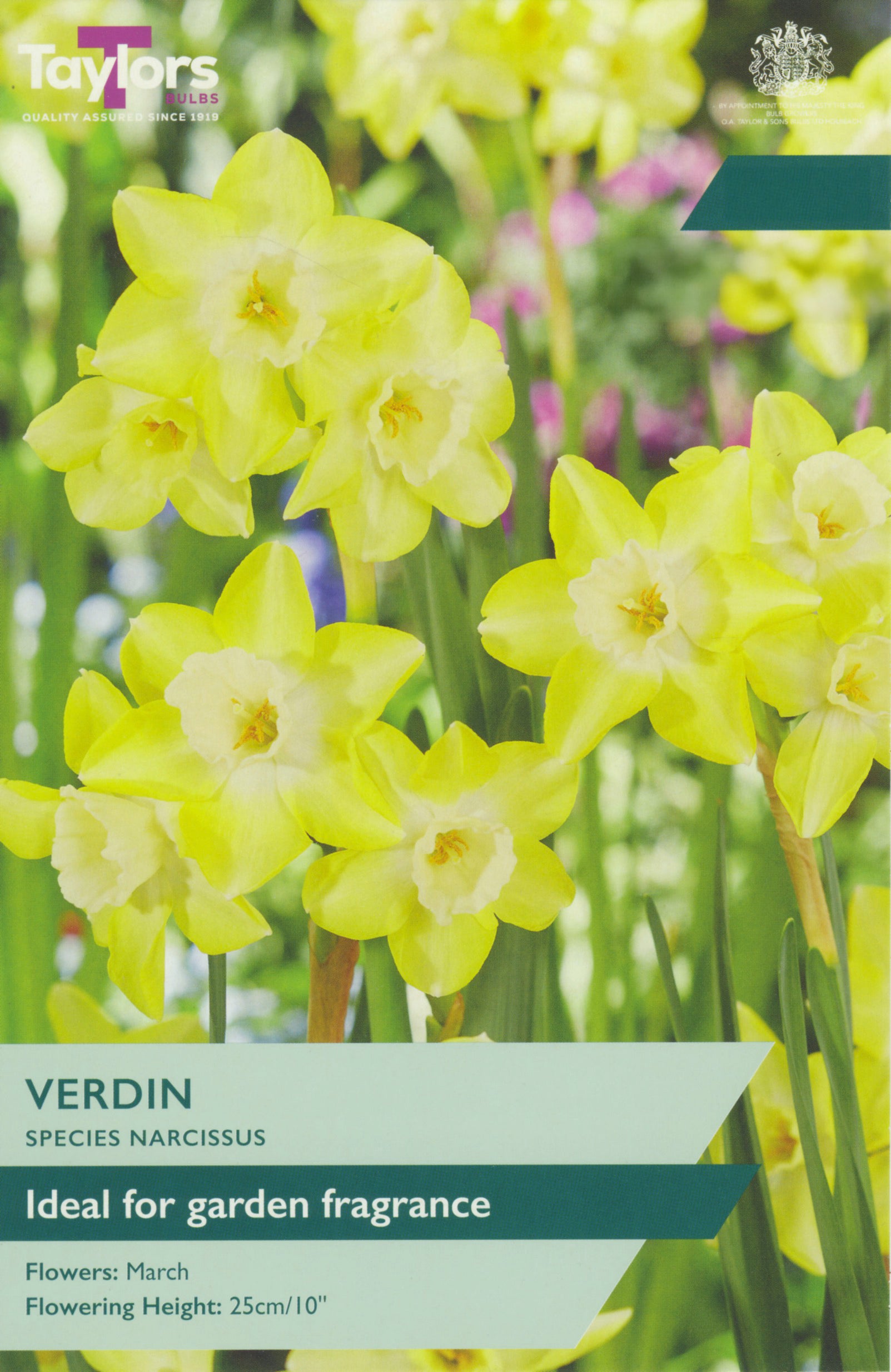 Taylors Bulbs - Narcissi Verdin - 10-12