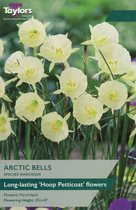 Arctic Bells Narcissus