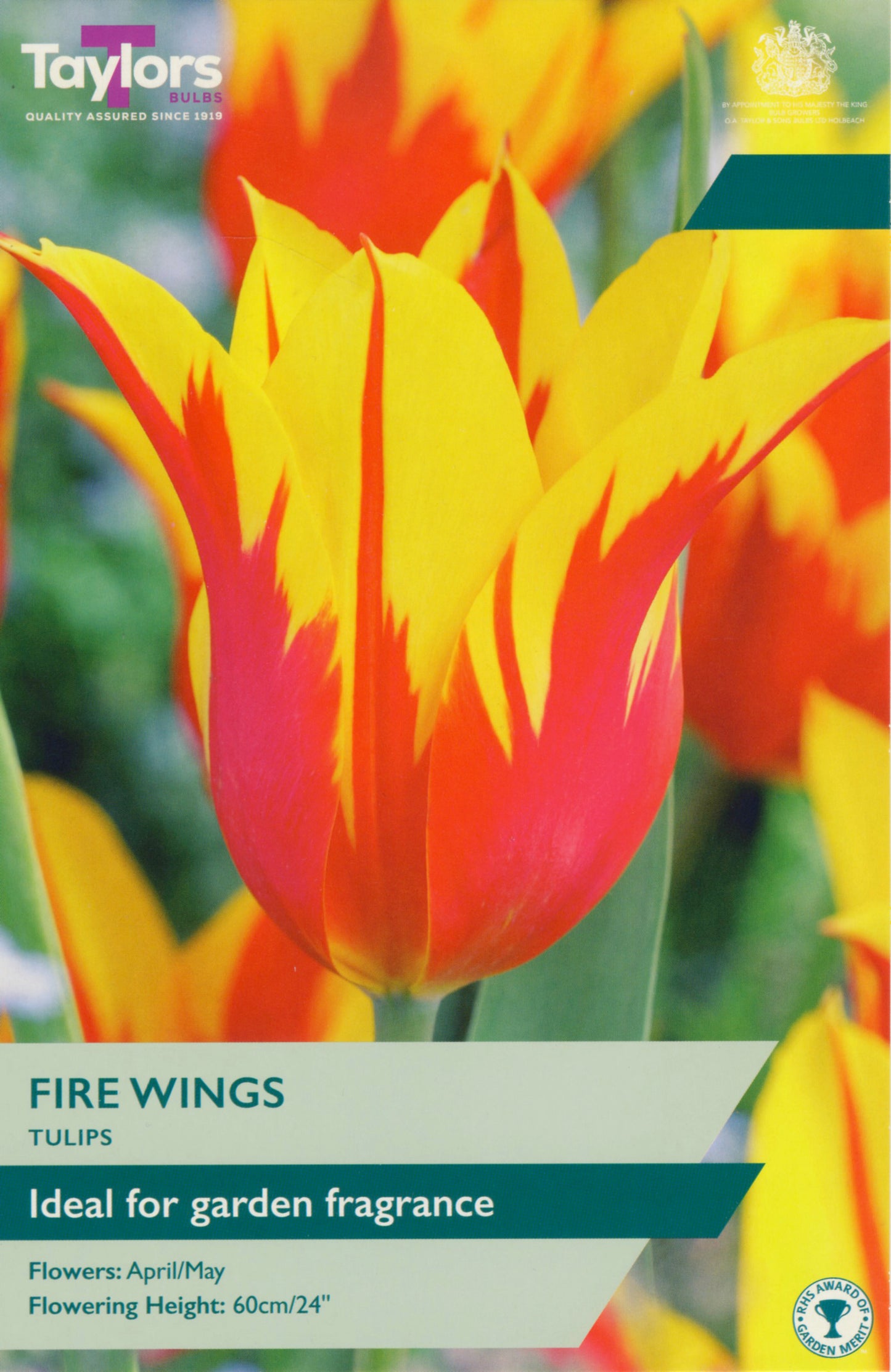 Taylors Bulbs - Tulip Fire Wings - 11-12