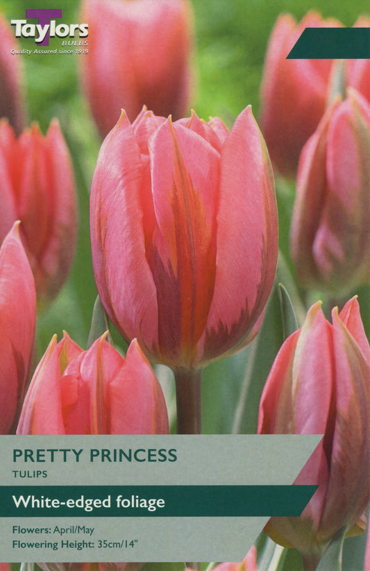 Pretty Princess Tulip Pre Pack