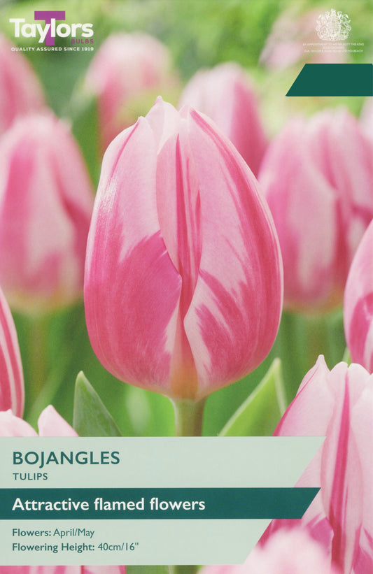 Taylors Bulbs Tulip Bojangles pack showing a close-up of pink and white flamed tulip flowers with text indicating flowering in April and May at 40cm height.